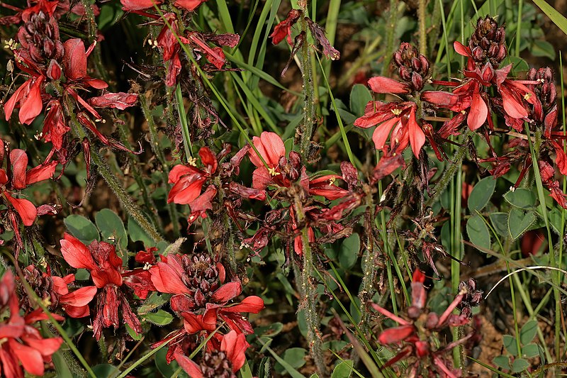 File:Indigofera sanguinea 1DS-II 3-9668.jpg