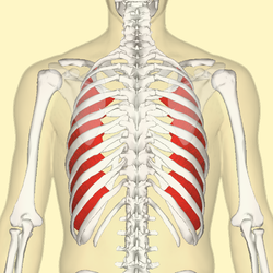 Músculos intercostais internos para trás.png