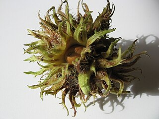 Bristly involucre