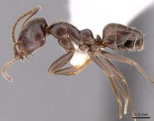 Iridomyrmex alpinus specimen side view 01.jpg