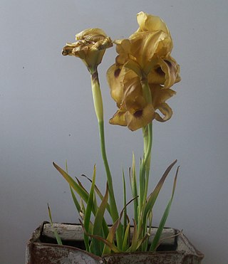 <i>Iris auranitica</i> Species of plant