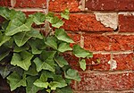 Thumbnail for File:Ivy Hedera Red Brick Wall 2892px.jpg