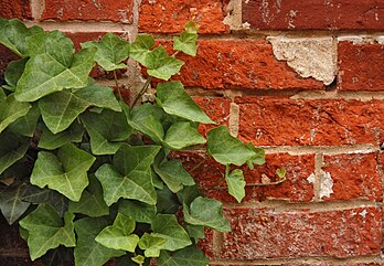 Un lierre grimpant (Hedera helix) le long d’un mur de briques rouges. (définition réelle 2 892 × 2 000)