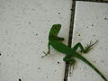 Mlada zelena iguana.