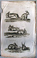 John Jonston, Lepus Cornutus, 1655. Image of a rabbit with horns and other rabbits.jpg