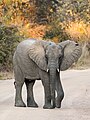 * Nomination Juvenile female African bush elephant (Loxodonta africana), Kafue Nat'l Park, Zambia --Tagooty 00:23, 23 August 2023 (UTC) * Promotion  Support Good quality. --Ezarate 00:42, 23 August 2023 (UTC)