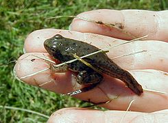 Jeune grenouille avec courte queue, dont la métamorphose est presque complète.