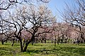 偕楽園（茨城県水戸市）