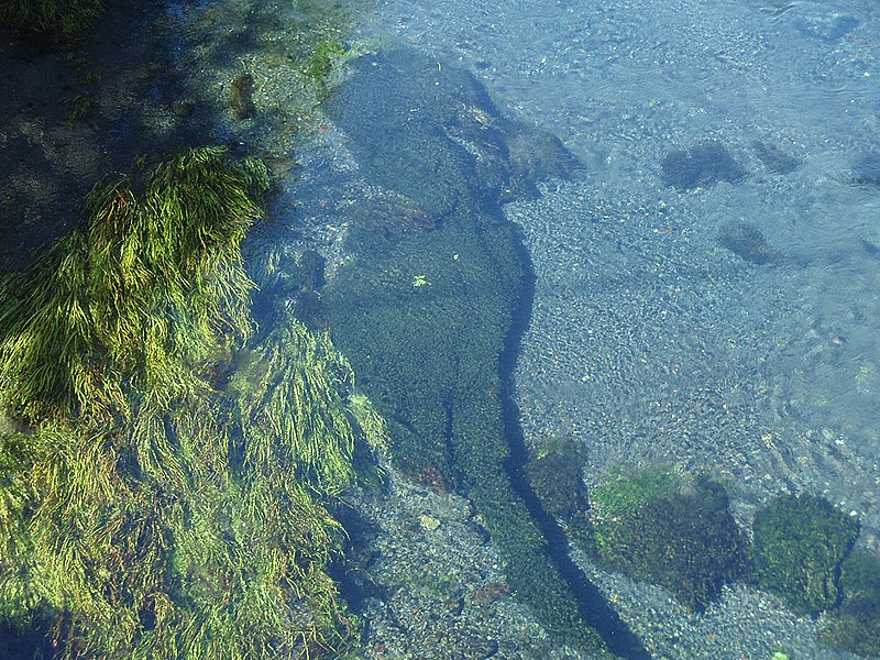 File:Kakita river, 20110918 B.jpg