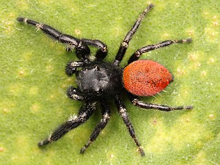 <i>Phidippus johnsoni</i> Species of spider