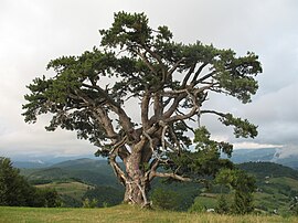 Kamena Gora Bor1.jpg