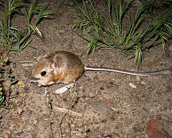 Kangaroo mouse.jpg