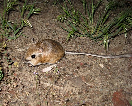 Kangaroo mouse.jpg