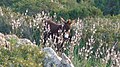 Burros en Karpass