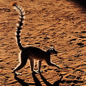 Lemur catta in Berenty, Madagascar