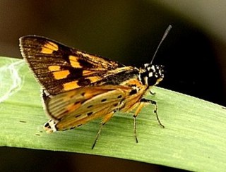 <i>Kedestes marshalli</i> Species of butterfly