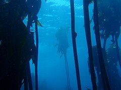 Kelp forest on the inshore side of the reef