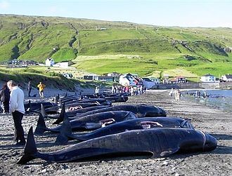 Killed pilot whales on the beach in Hvalba, Faroe Islands Killed pilot wales in hvalba, faroe islands crop.JPG
