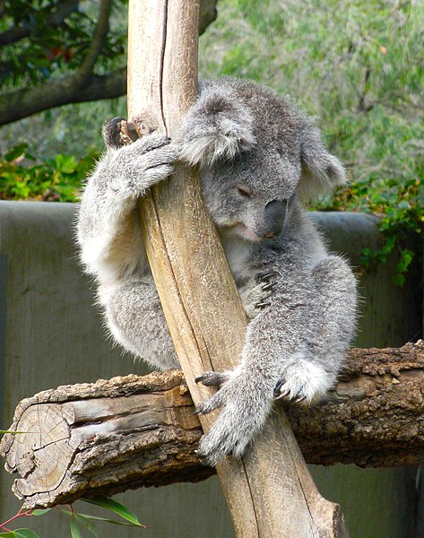 File:Koala (3616819591).jpg