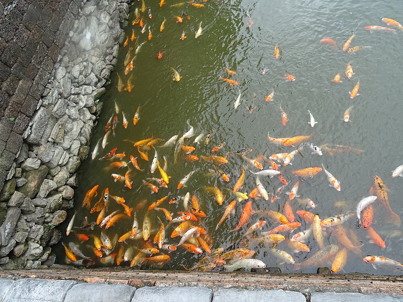 File:Koi in Hue.jpg