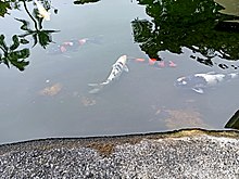 Koi in an artificial pond at a hotel in Hilo Koi pond Hilo Hawaiin Hotel.jpg