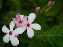 Kopsia fruticosa, Колката, Батыс Бенгалия, Үндістан..jpg