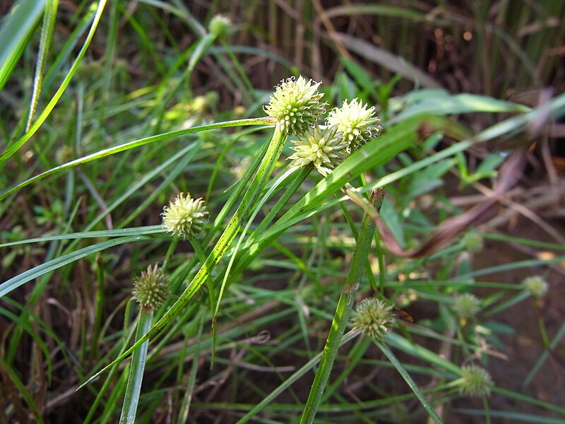 File:Kyllinga brevifolia 3.JPG