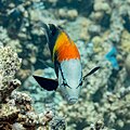 * Nomination Sling-jaw wrasse (Epibulus insidiator), Red Sea, Egypt --Poco a poco 06:54, 14 July 2023 (UTC) * Promotion  Support Good quality. --Ermell 10:05, 14 July 2023 (UTC)