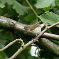 Altvogel probably (Phylloscopus collybita)