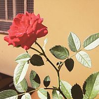 Ruža