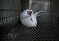 Laboratory Rabbits (27) (47236341782).jpg