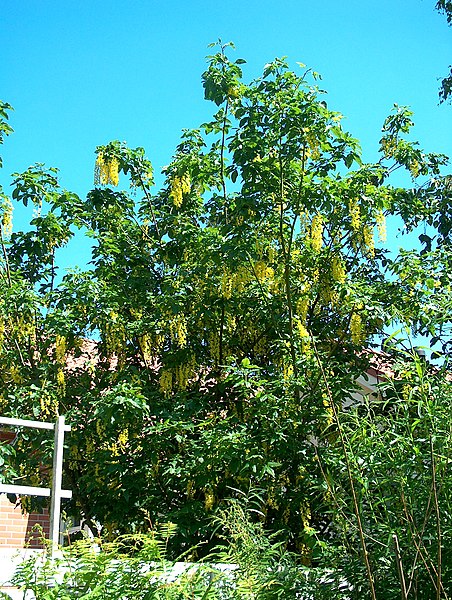 File:Laburnum anagyroides Kultasade VI08 C H5506.jpg