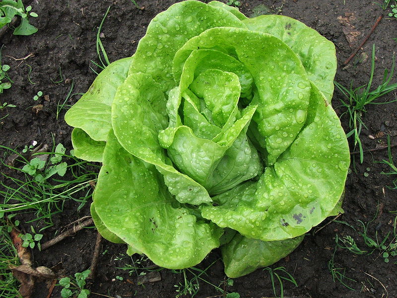 File:Lactuca sativa-whole plant top.JPG