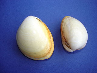 <i>Laevicardium laevigatum</i> Species of bivalve