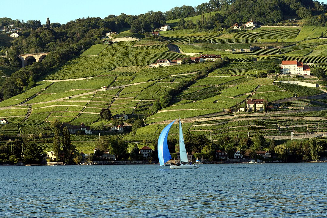 Lavaux