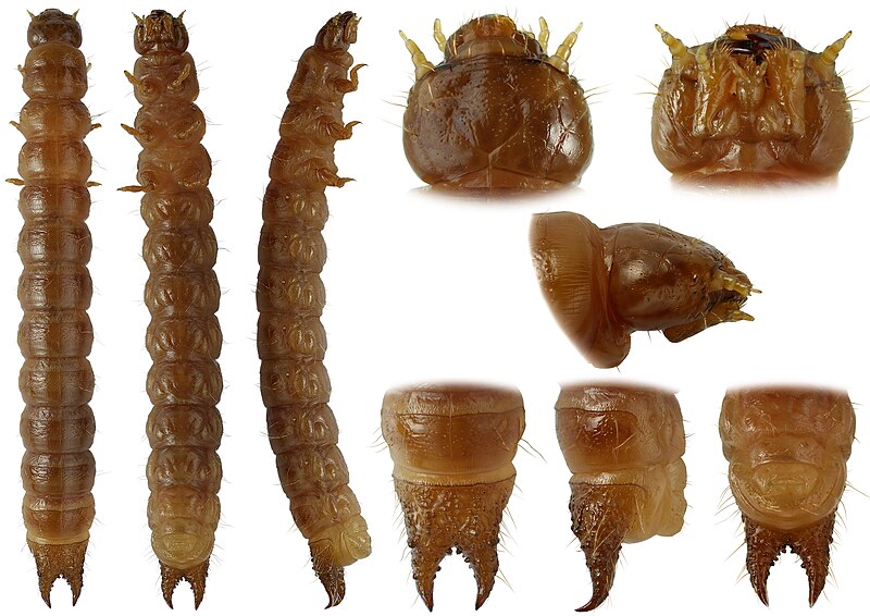 File:Larva of Meryx rugosa (Coleoptera, Ulodidae).jpg
