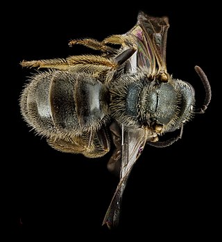 <i>Lasioglossum floridanum</i> Species of bee