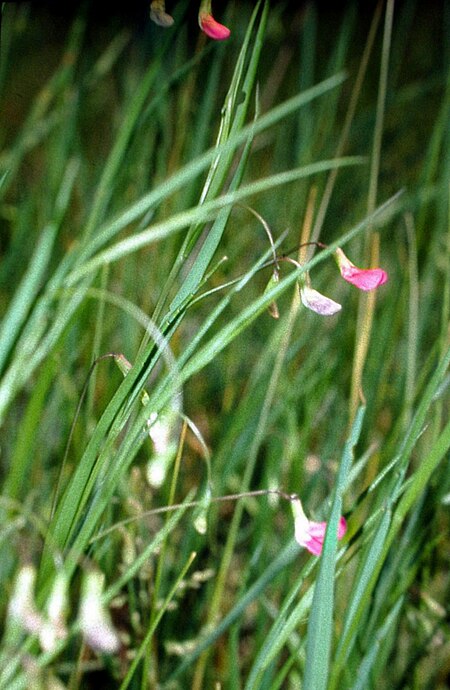 Lathyrus nissolia eF.jpg