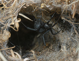 Latrodectus indistinctus