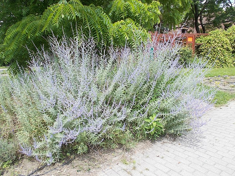 File:Lavender, Kisfaludy Street Park, 2020 Göd.jpg