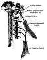 11 עצב הלוואי מעצבב את שריר ה־sternocleidomastoid ואת שריר הטרפז.