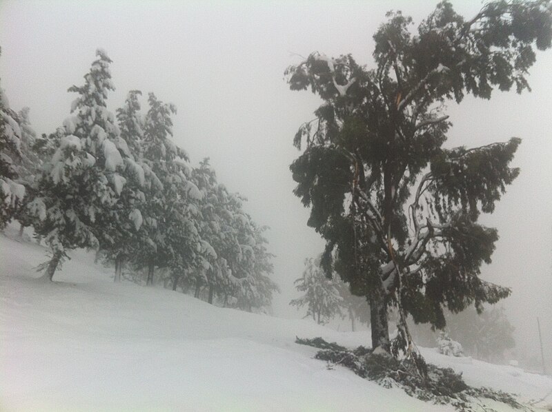 File:Le kef, a forest under snow.jpg