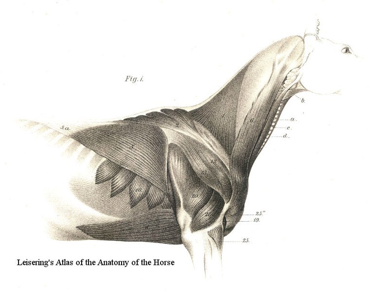 File:Leisering's Atlas of the Anatomy of the Horse Muscles.jpg