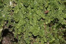 Lejeunea cavifolia (c, 144714-480309).JPG