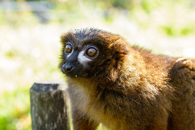 File:Lemur (31145321328).jpg