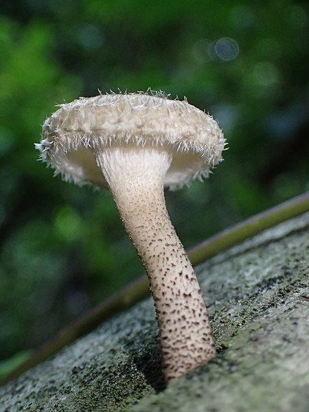 File:Lentinus berteroi (Fr.) Fr 604062.jpg