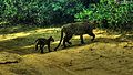Leopardas su jaunikliu