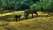 Samice s mládětem ve Wilpattu National Park