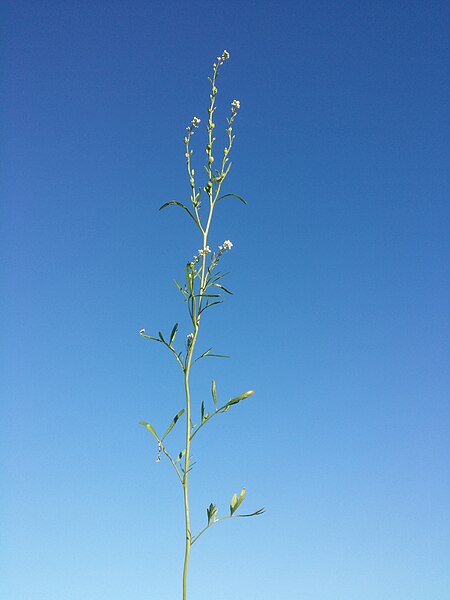 File:Lepidium sativum sl16.jpg