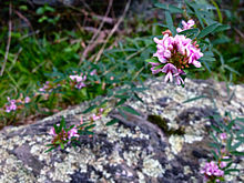 Lespedeza virginica - Стройная lespedeza.jpg